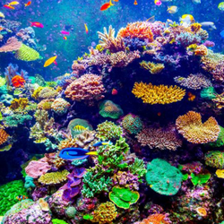 Fish & Coral Reef Paint by Diamonds