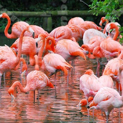 Flamingos Kingdom Paint by Diamonds