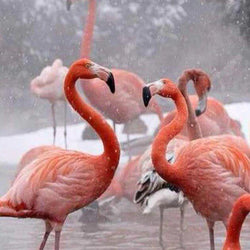 Flamingos Diamond Painting Kit