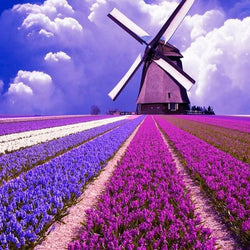 Flowers Landscape DIY Painting Kit