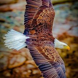 Flying Eagle-Painting with Diamond