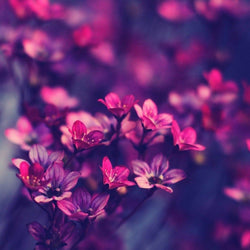 Fresh Purple Flowers Diamond Painting