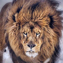 Lion Square Drill Painting Kit