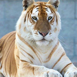 Golden Tiger Diamond Painting