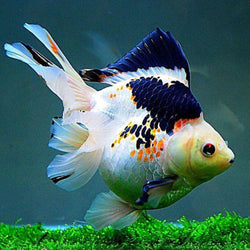 Goldfish Paint by Diamonds