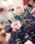 Rose Plant Paint by Diamonds