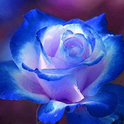 Blue Rose Diamond Painting