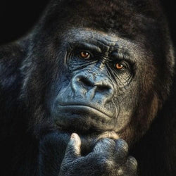 Gorilla DIY Diamond Painting