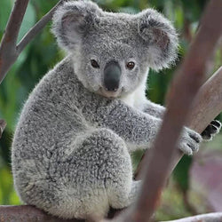 Koala Diamond Painting