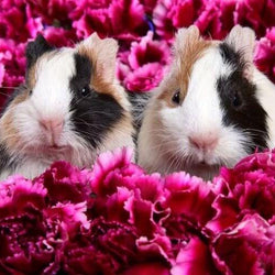 Guinea pigs Diamond Painting Kit