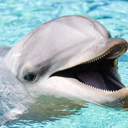 Happy Dolphin Paint by Diamonds