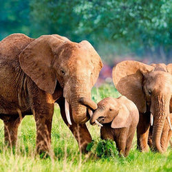 Happy Elephants Diamond Painting Kit