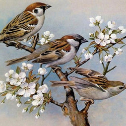 House Sparrows Paint by Diamonds