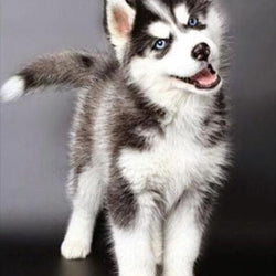 Dog DIY Diamond Painting