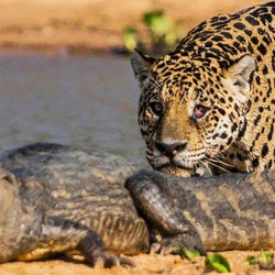 Jaguar & Crocodile Diamond Painting