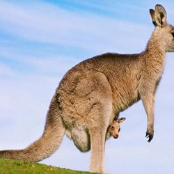 Kangaroo with her Baby Paint by Diamonds