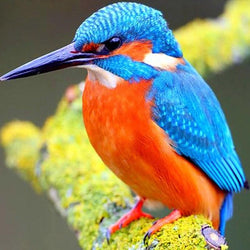 Kingfisher Diamond Painting