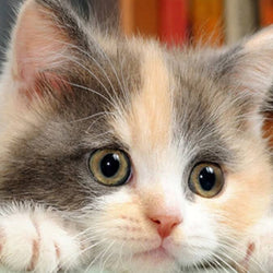 Kitten DIY Painting Kit