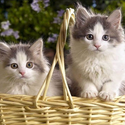 Best Cat DIY Painting Kit