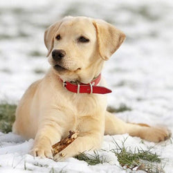 Labrador Puppy in Snow Paint by Diamonds