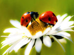 Ladybirds and Flower Diamond Painting