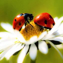 Ladybirds and Flower Diamond Painting