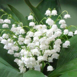 Landyshi Flowers Diamond Painting