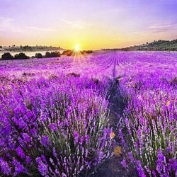 Lavender Fields Paint by Diamonds