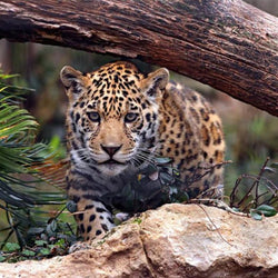 Leapord Diamond Painting