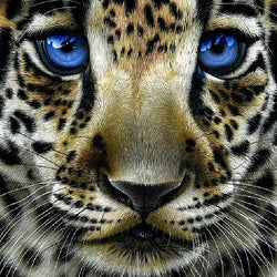 Leopard Cub with Blue Eyes Diamond Painting