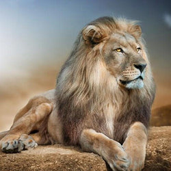 Lion Diamond Painting Kit
