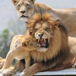 Lion Family Diamond Painting