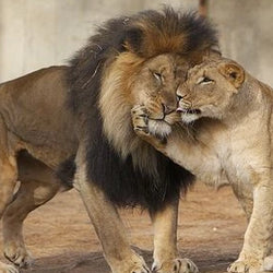 Lion & Lioness Love Diamond Painting