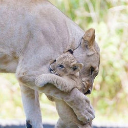 Lion cub with Mom Diamond Painting