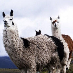 Llamas Paint by Diamonds