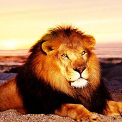 Lonely Lion in the Mountains Diamond Painting