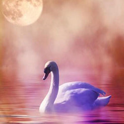 Lonely Swan Paint by Diamonds