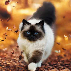 Long Haired Siamese Cat Diamond Painting