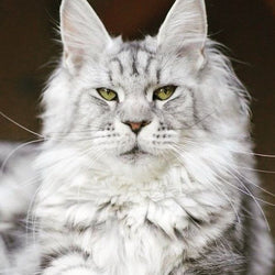 Long haired Cat Diamond Painting