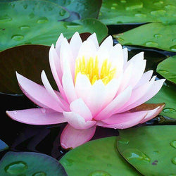 Lotus Diamond Painting Kit