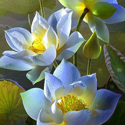 Lotus Flowers -Diamond Painting