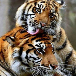 Lovely Tigers Diamond Painting