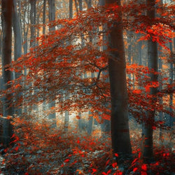 Maple Trees in Autumn Season Diamond Painting