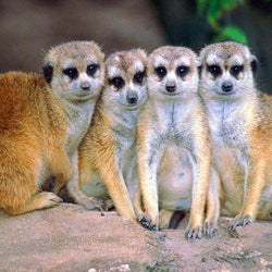 Meerkats DIY Diamond Painting 