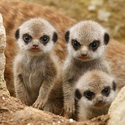 Meerkats Diamond Painting Kit