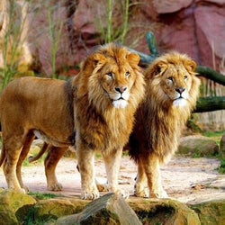 Mighty Lions Diamond Painting Kit