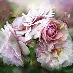 Miracle of a Rose Paint by Diamonds