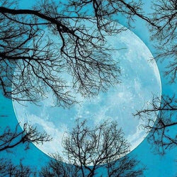 Moon & Trees Diamond Painting