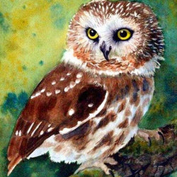 Northern Saw-Whet Owl Paint by Diamonds