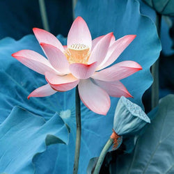 Nymphaea Nelumbo Paint by Diamonds
